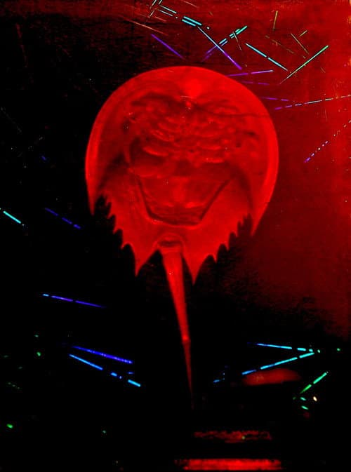A Horseshoe Crab Story (2023) poster