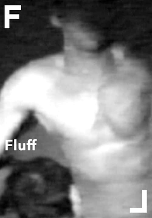 Fluff (2003) poster