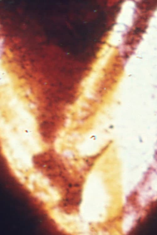 Nodes (1981) poster