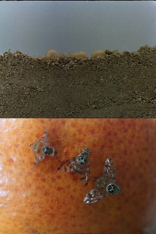 La mosca de las frutas (1971) poster