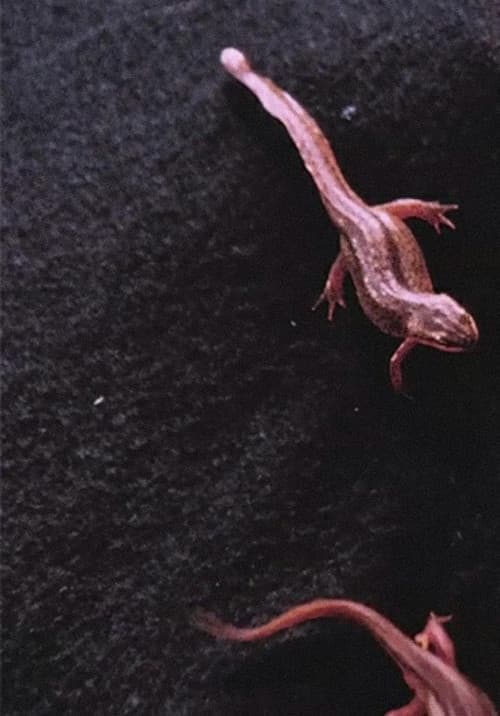 Newt Pauses (2016) poster