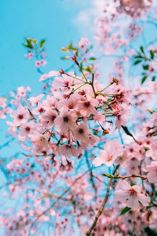 Sakura Genesis (2020) poster