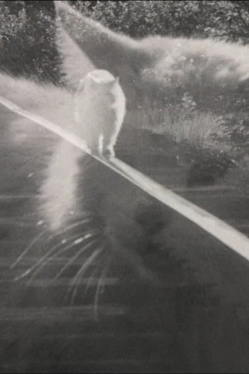 Catwalk (1972) poster