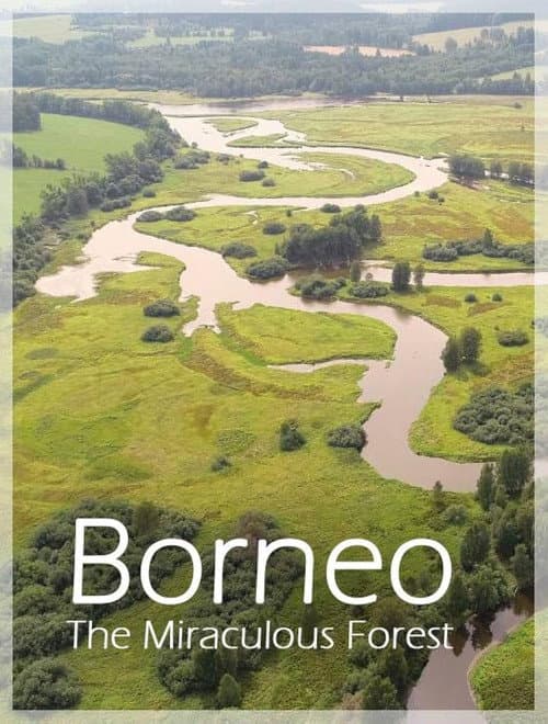 Bornéo, la forêt miraculée (2025) poster