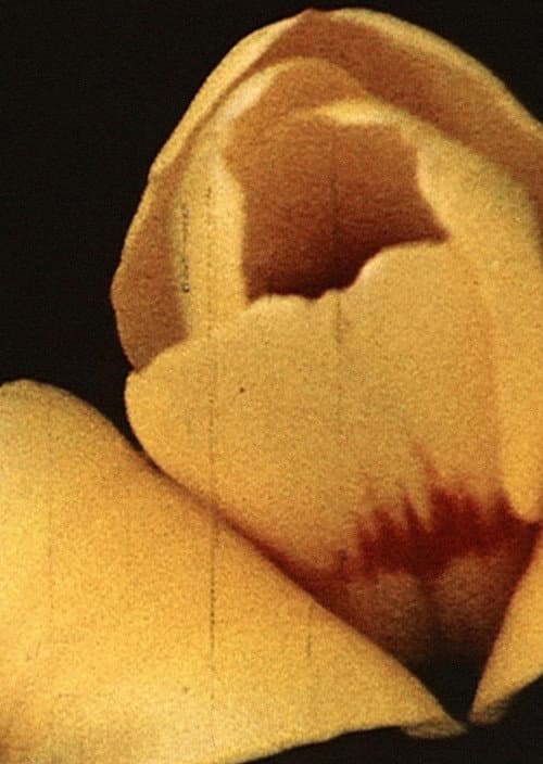 Yellow Hammer (1973) poster