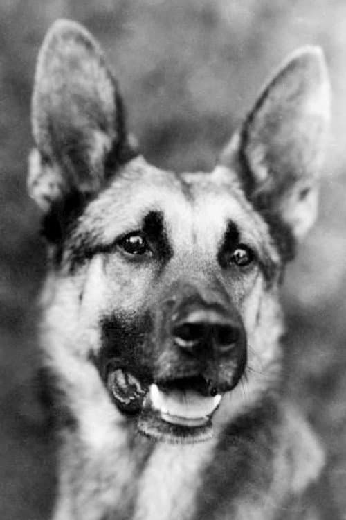 Strongheart foto