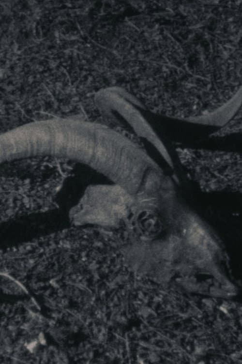 Animal Farm (2020) poster