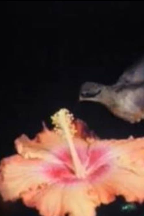 Les Oiseaux du Paradis (2019) poster