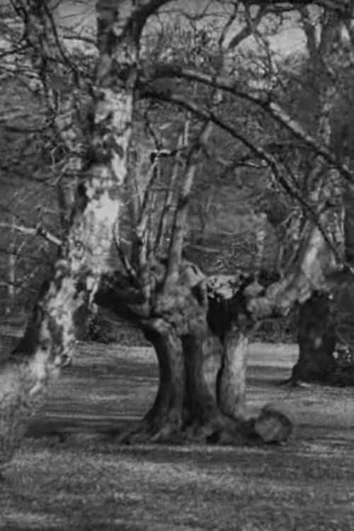 Burnham Beeches (1909) poster