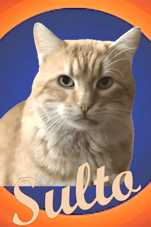 Sulto (2024) poster