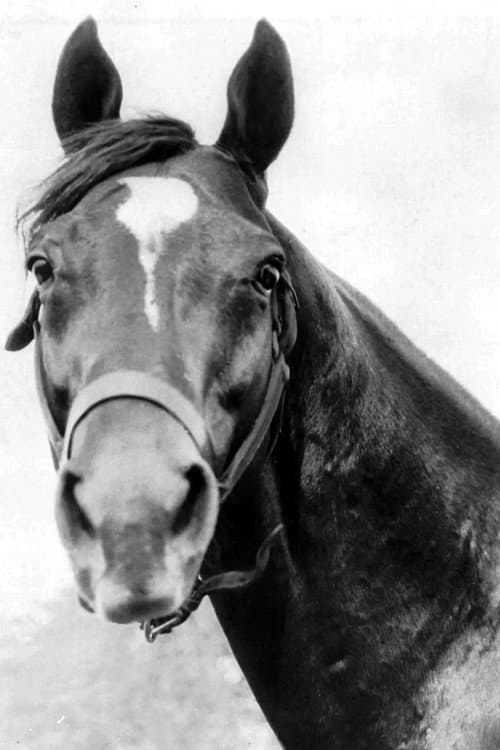 Man o' War foto