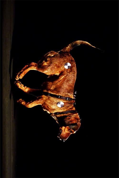 RaumZeitHaund (2010) poster