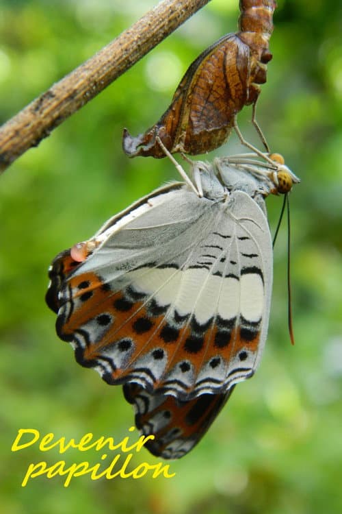Devenir papillon (2021) poster