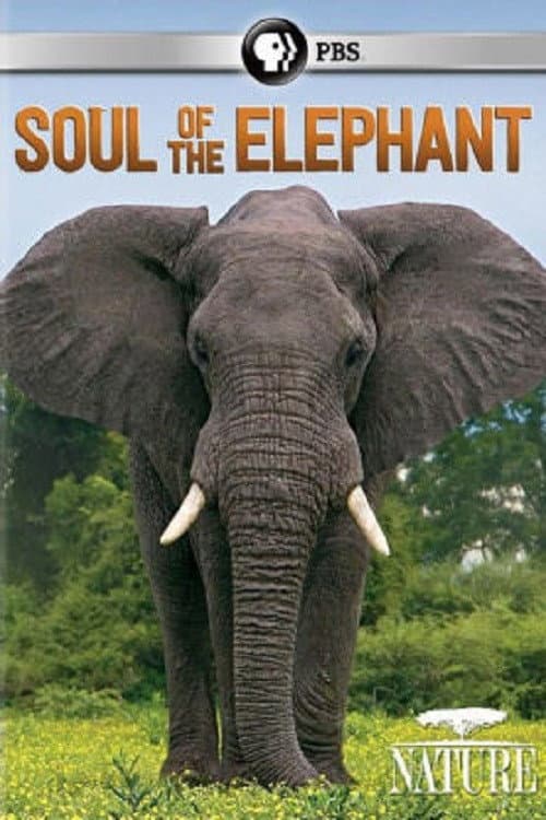 Soul of the Elephant (2015) poster