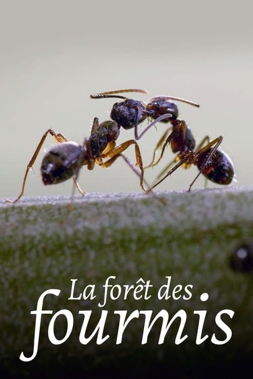 La Forêt des fourmis (2023) poster