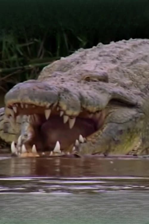 Gustave the Crocodile foto