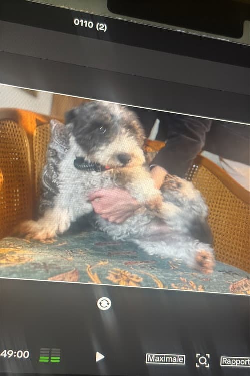 Truffa foto