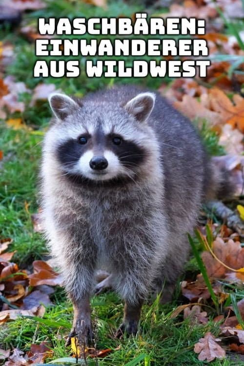 Waschbären - Einwanderer aus Wildwest (2012) poster