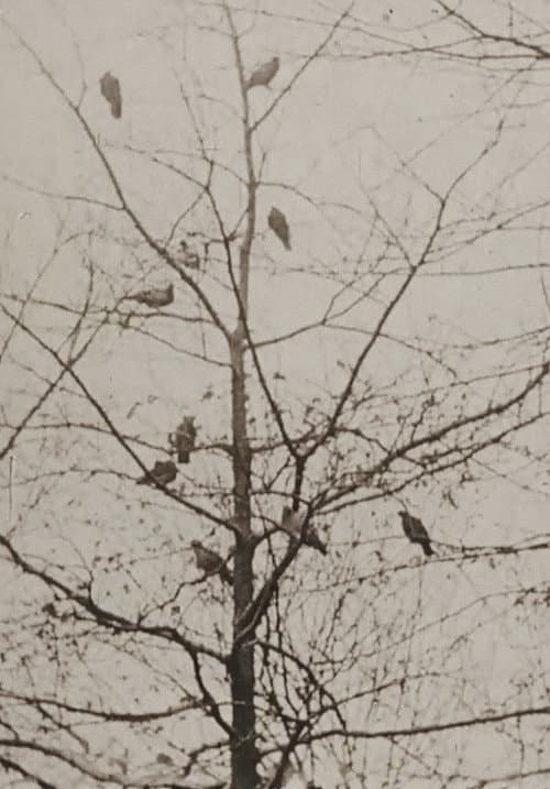 The Aviary (1955) poster