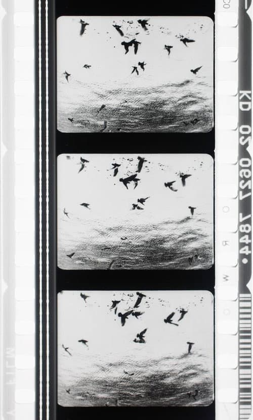 Images en négatif (1955) poster