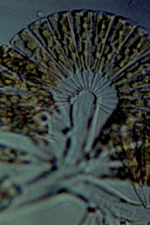 Diatomées (1968) poster