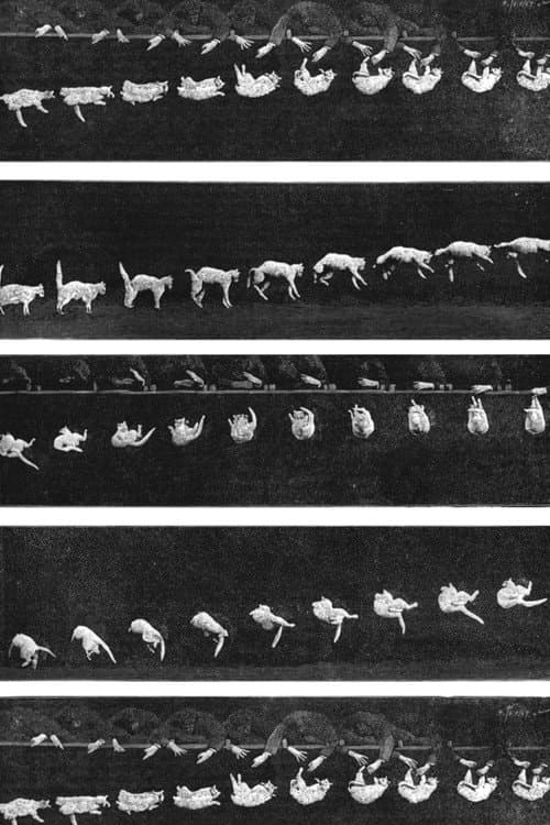 Prof. Welton's Boxing Cats (1894) poster