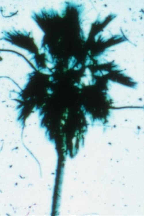 Venusville (1973) poster