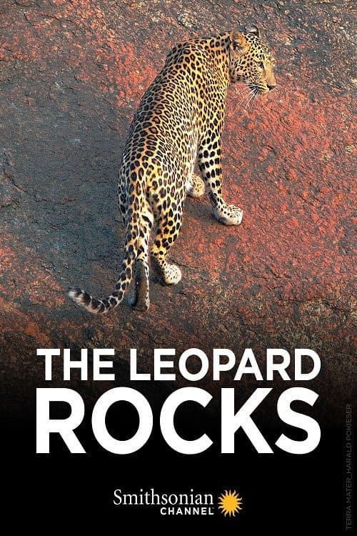 The Leopard Rocks (2018) poster