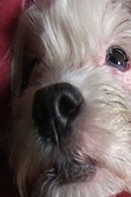 Doggy Life (2011) poster