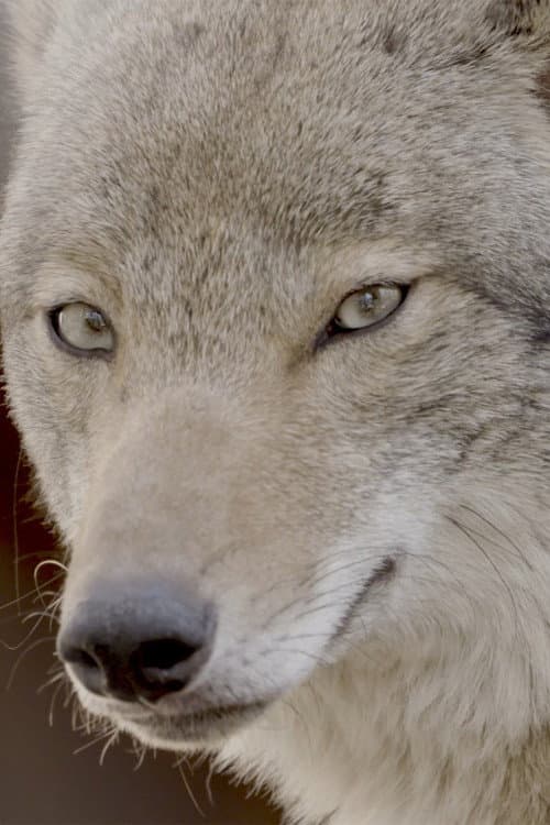 Coywolf (2025) poster