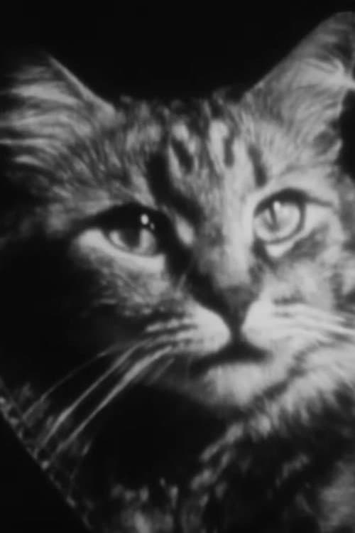 The Private Life of a Cat (1946) poster