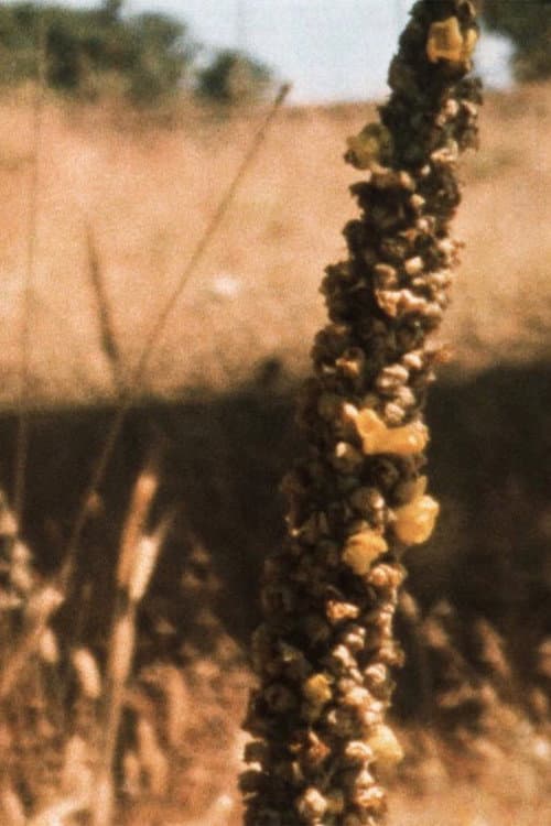 Bees in the Hills (2024) poster