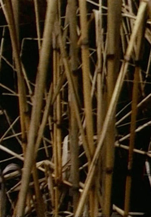 Swamp (1971) poster