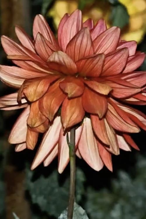 Dahlia (2008) poster