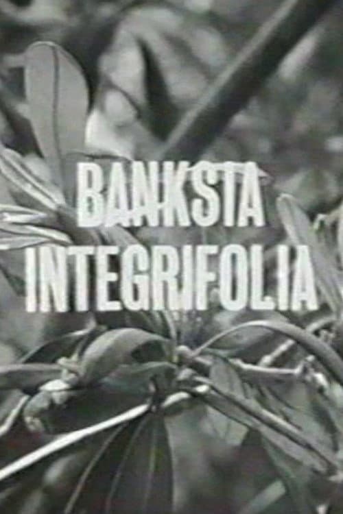 Banksia Integrifolia (1963) poster