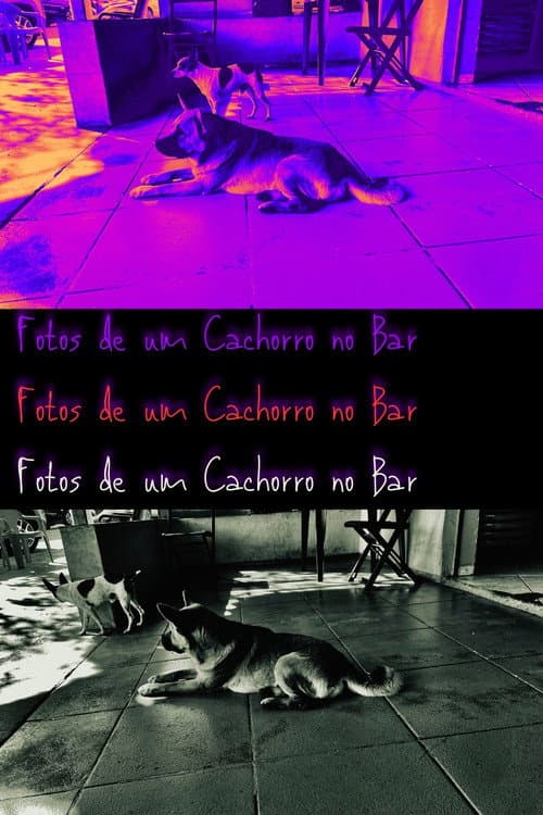 Fotos de um Cachorro no Bar (2024) poster