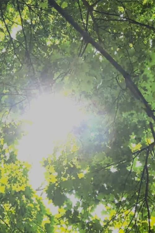 Dreams of Sunlight Through Trees (2024) poster