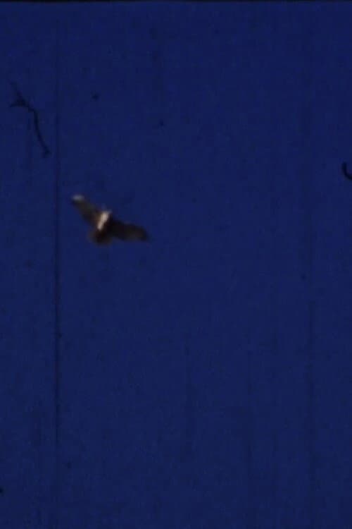 Flying Fish (2012) poster