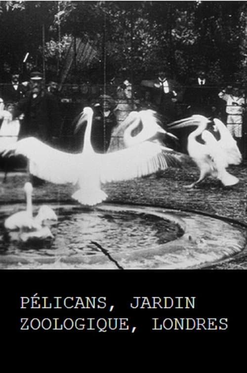 Pélicans (1896) poster