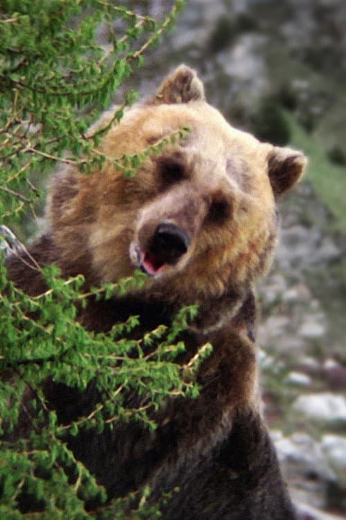 Bozo the Bear foto