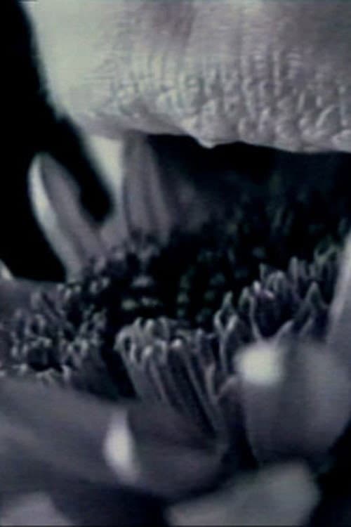 straightbut (1997) poster