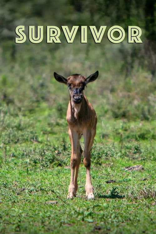 Survivor (2022) poster