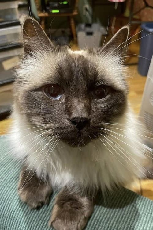 Timmy the Cat foto