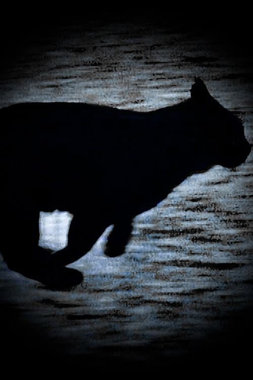 Um Gato Negro Escapa-se (2025) poster