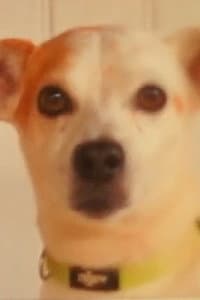 Toby in Au K par K