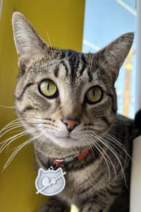 Wolfie The Cat in CRASHCAT