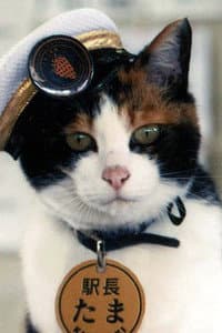 Tama in La voie du chat