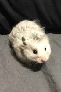 Sirius the Grey in The Mental Traveller