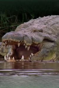 Gustave the Crocodile in Capturing the Killer Croc