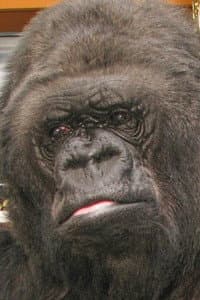 Koko in Koko, le gorille qui parle